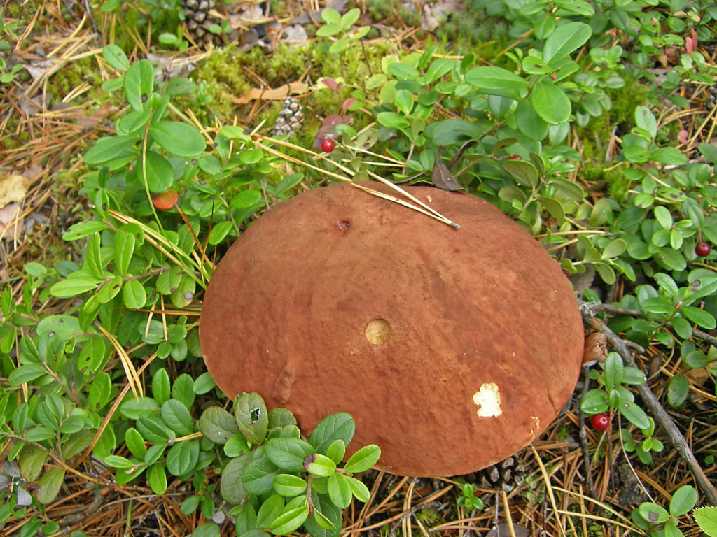 Шоколадный гриб (1)