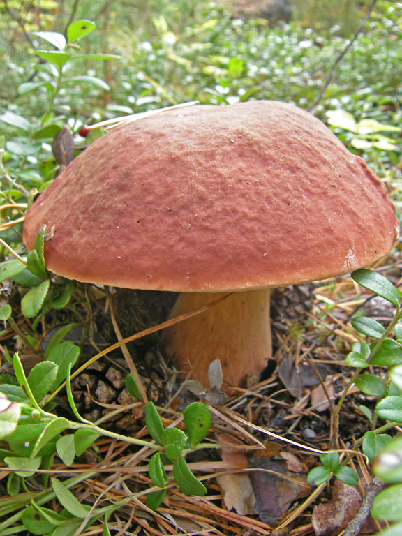 Шоколадный гриб (5)