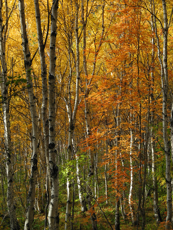 ������� ���. �������