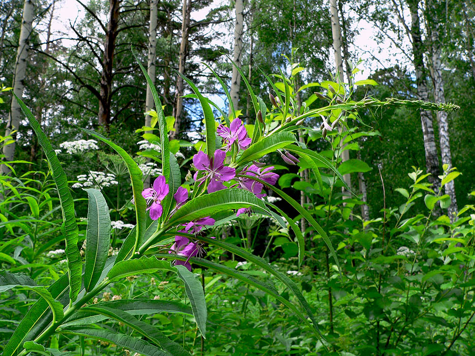 ���� ��������