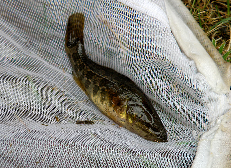 �����-��������