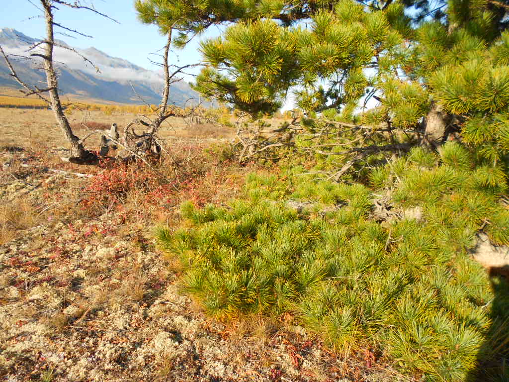 ������ �����