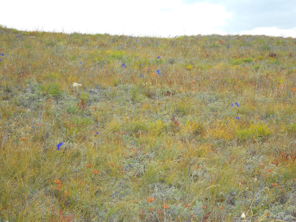 �������� ����