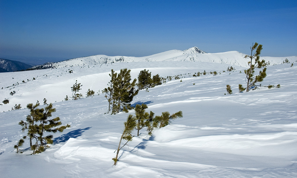 ������ �����. ��� �� ��� ��������.