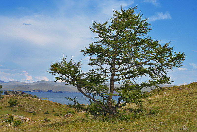 Деревья на байкале фото