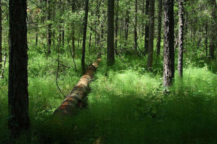 ���� ���������� ����� � �������� �����