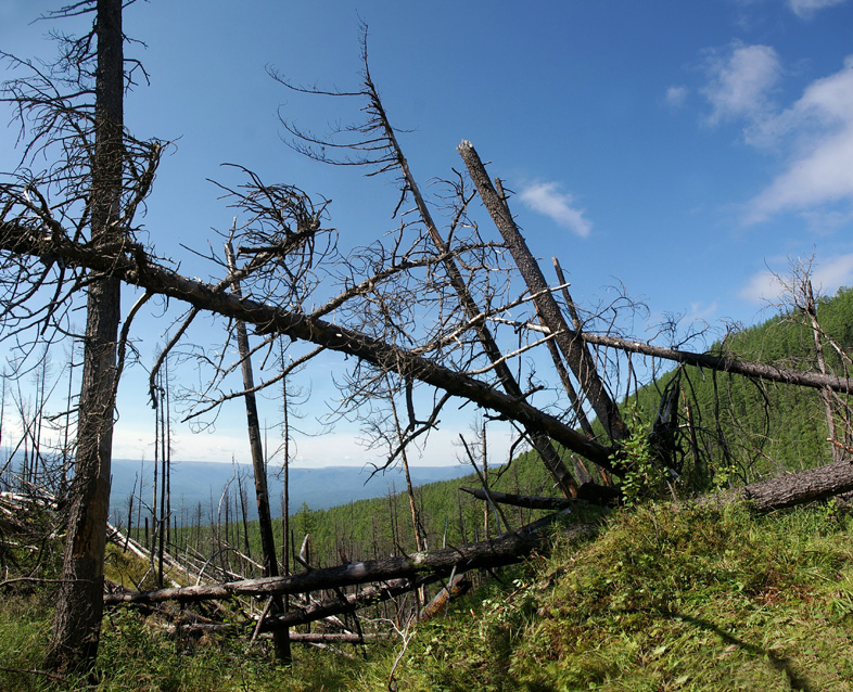 ����� ������