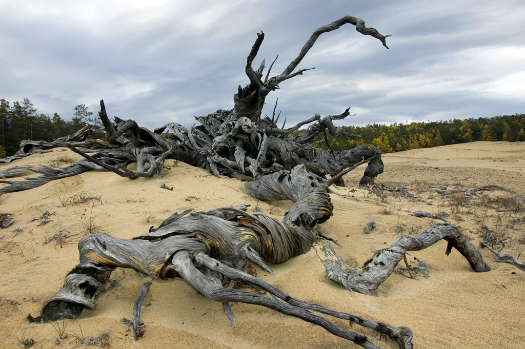 � ������ �������