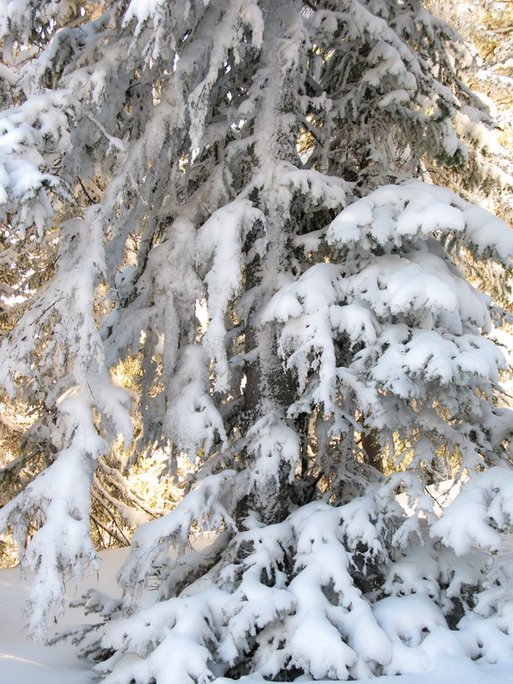 ������ ���������.