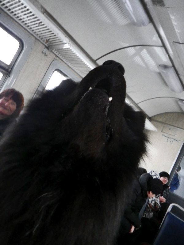 ��� ��� * ������