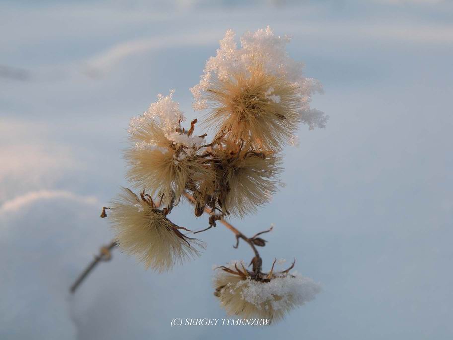 ������ ����