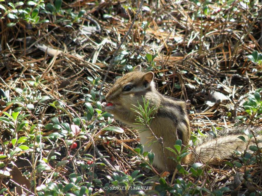 ��������� ������������