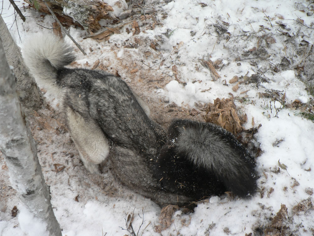 "���������"