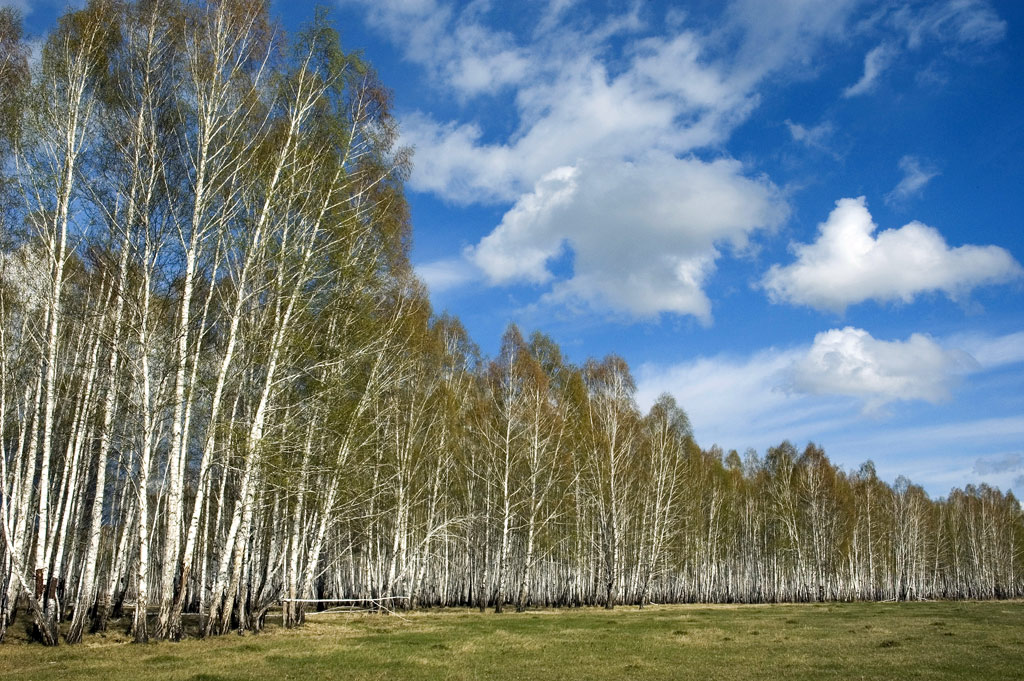 �������� ���