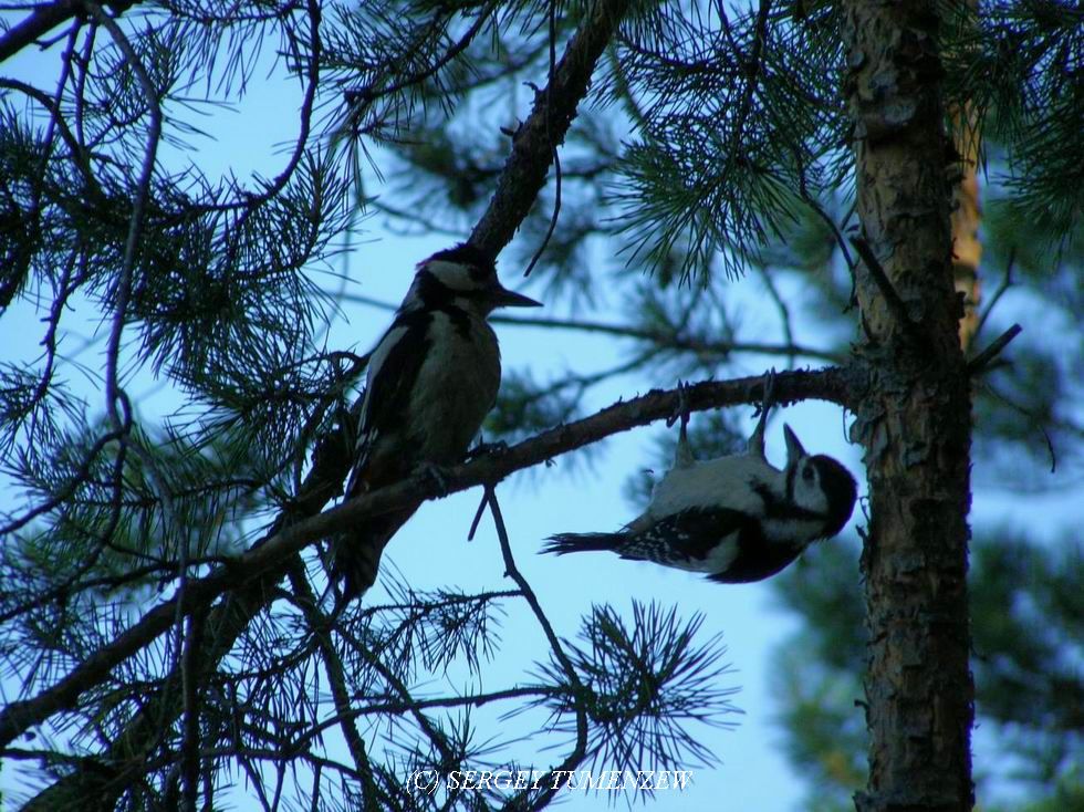 ���������...