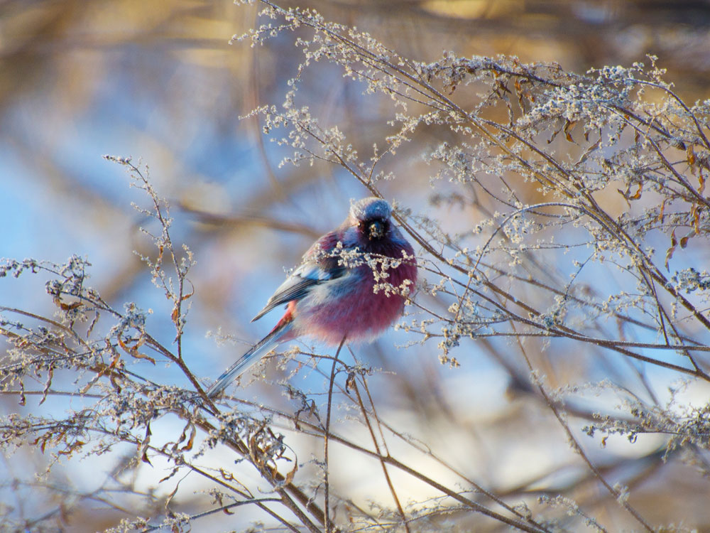 Cold bird. Зимние птицы. Февральские птицы. Красивые птицы зимой. Голубой Снегирь.