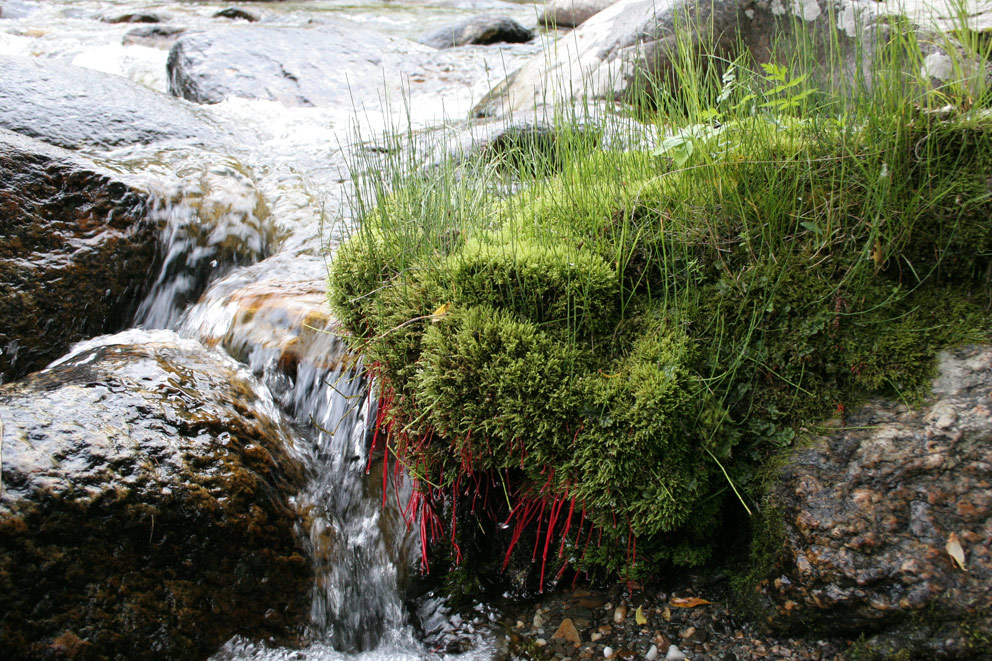 ��� ����� ���