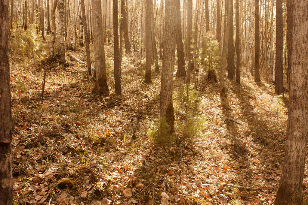 ���� � �������� ����.