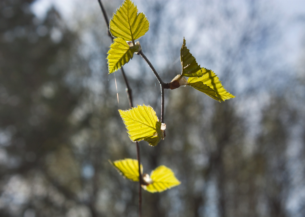 ��������.