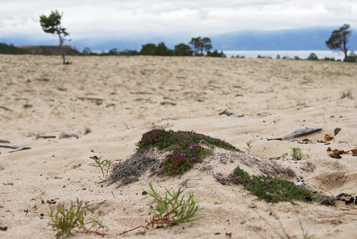 ����� �������