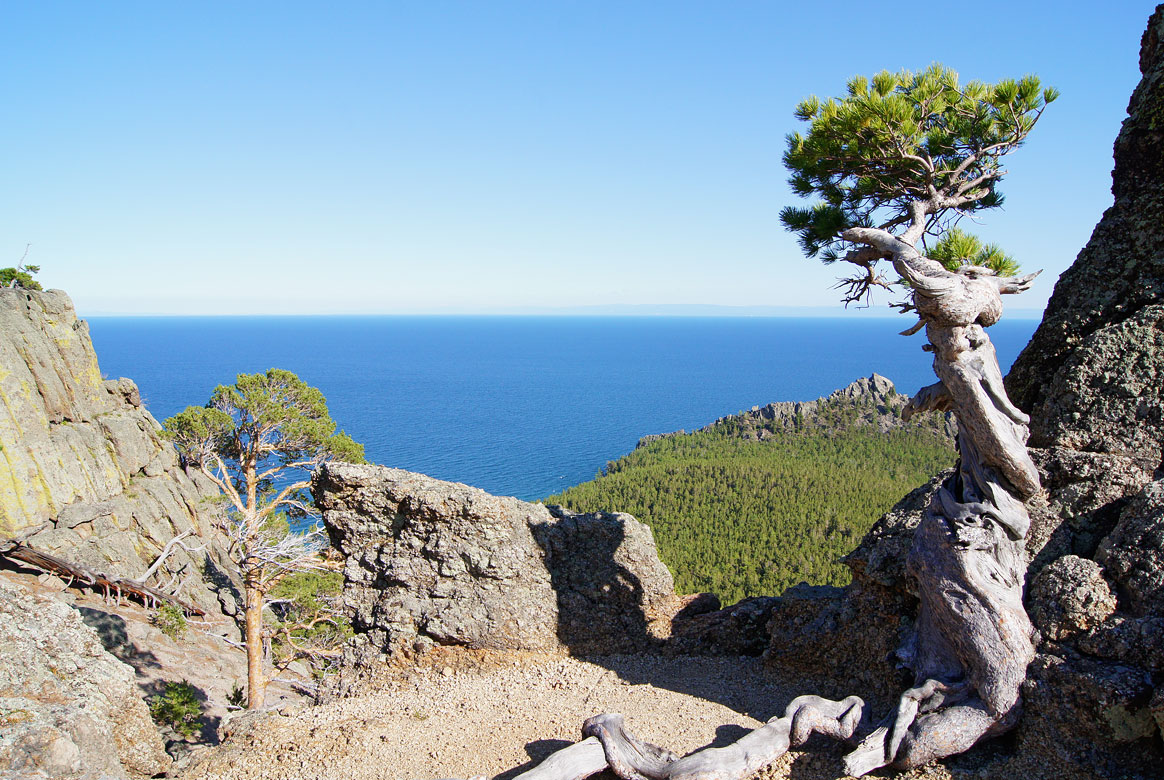 Деревья на байкале фото