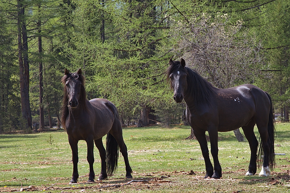 ����� �� �������!