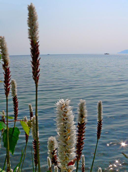 �� ������