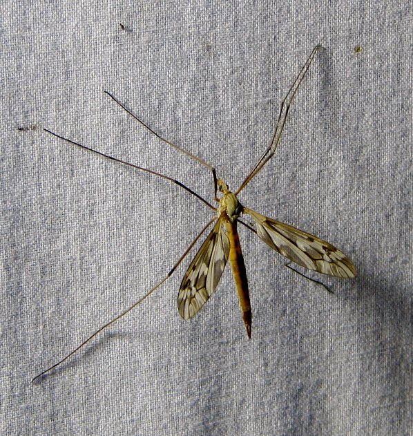 ����� ������-�� ����� ��������� �������