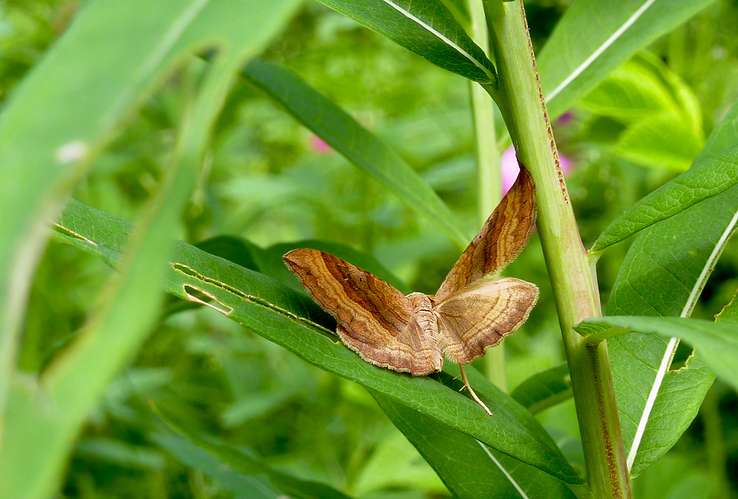 �� ������������