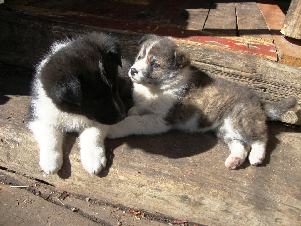 ����� ���������.