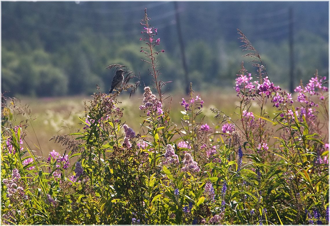 ����� � ���� ���� ���������