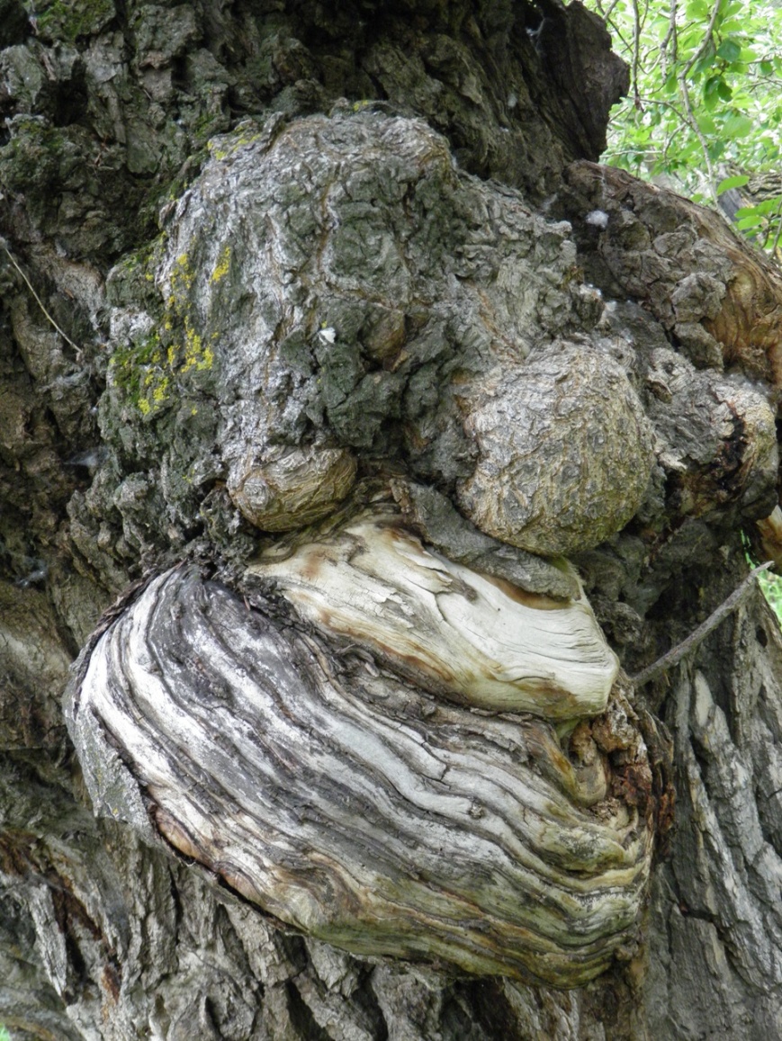 ������� ����� �������