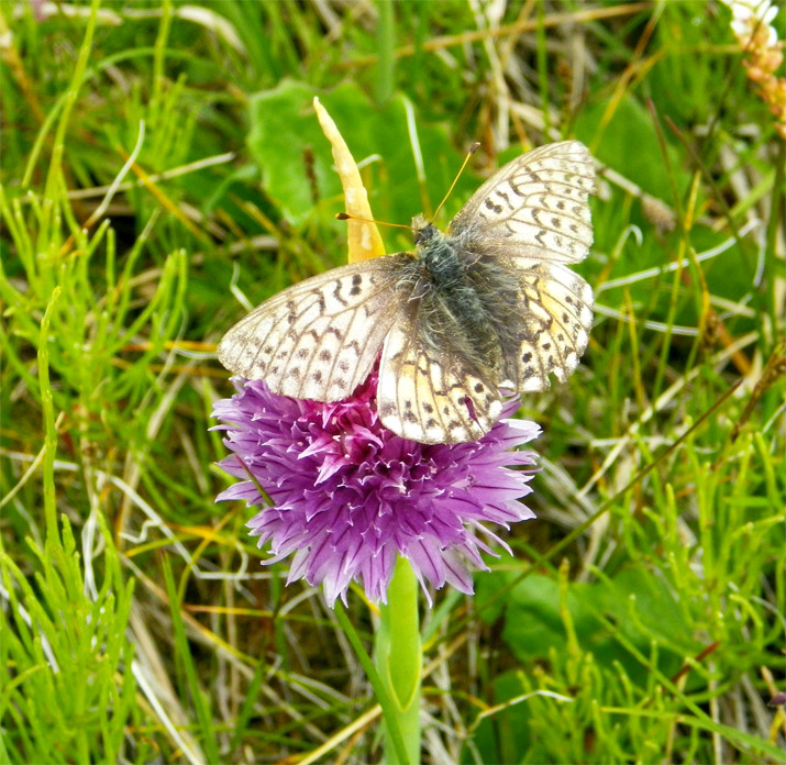 � ������ ����