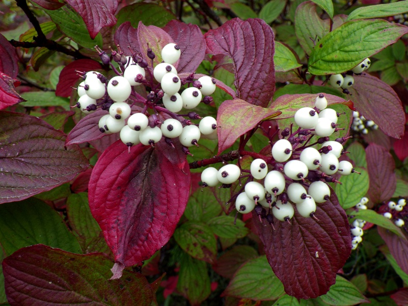 ��� ������