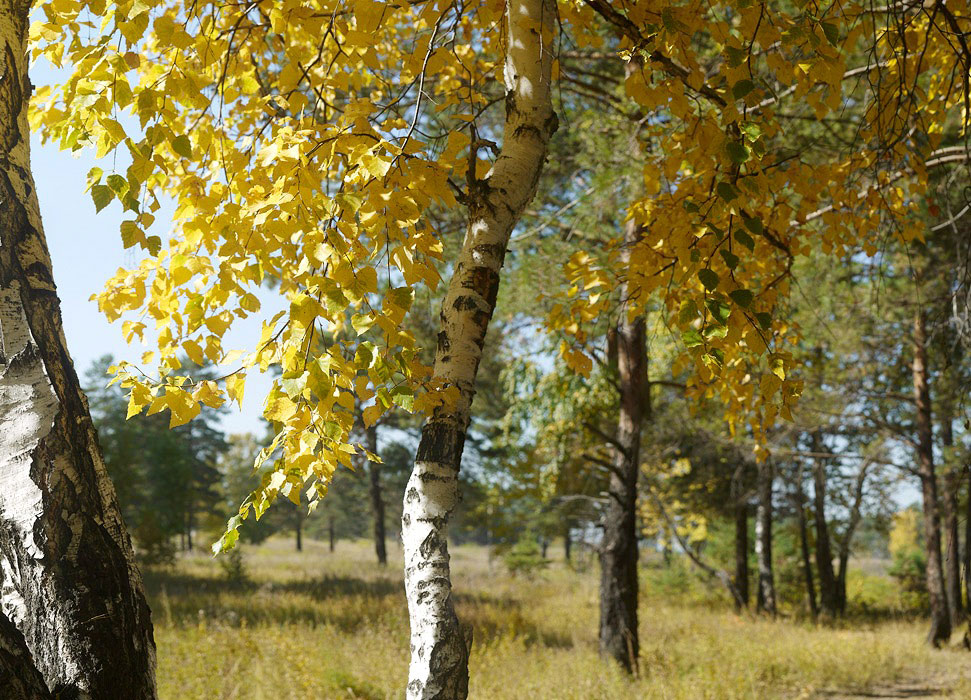 Золотая береза дерево. Осенняя береза. Береза ранней осенью. Береза дерево. Осеннее дерево береза.