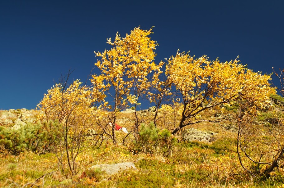 ������������ ������ �����-������