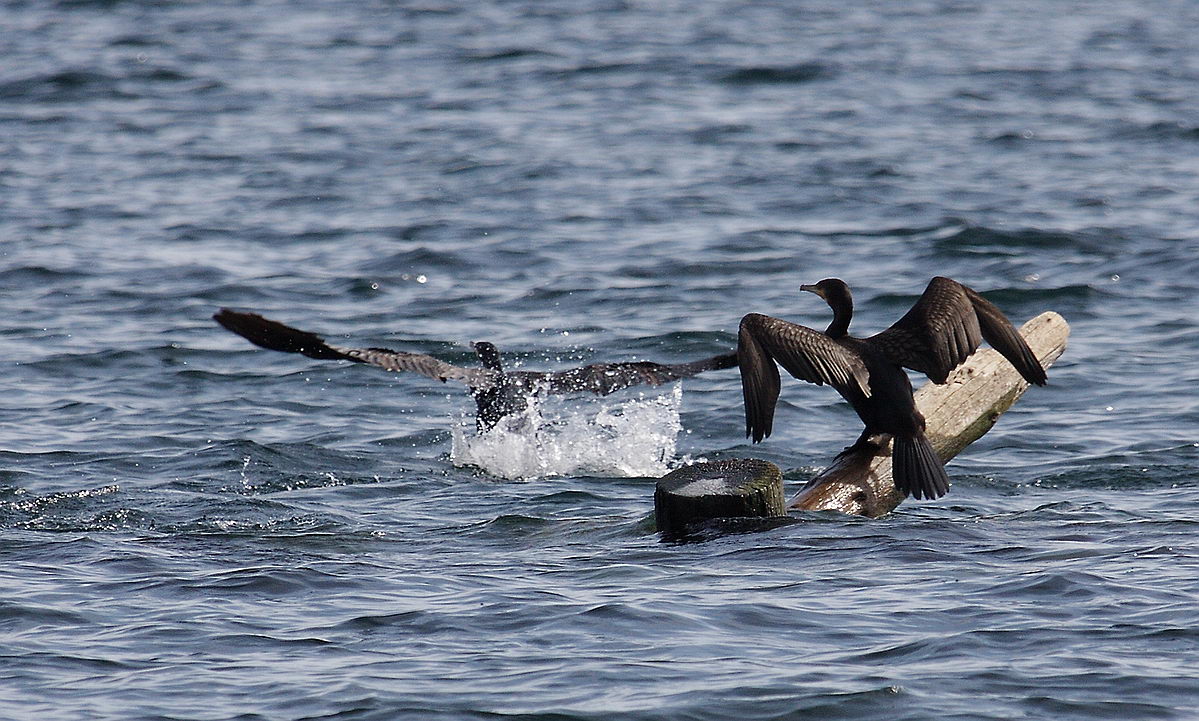 �� ������