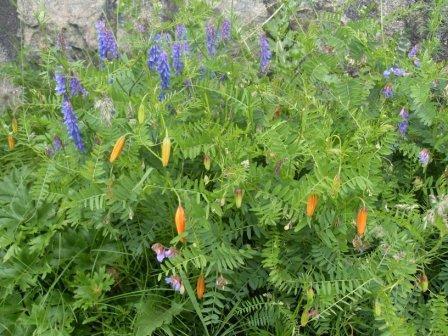 � �������� ����