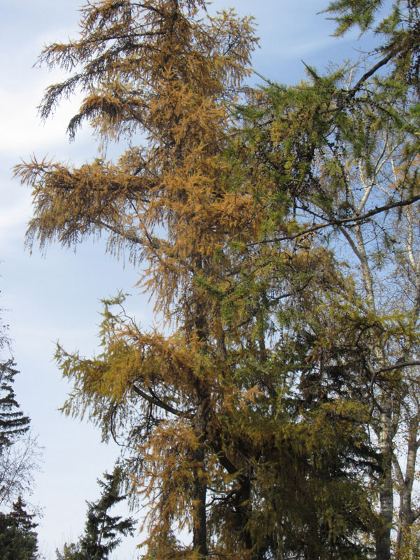  �������...