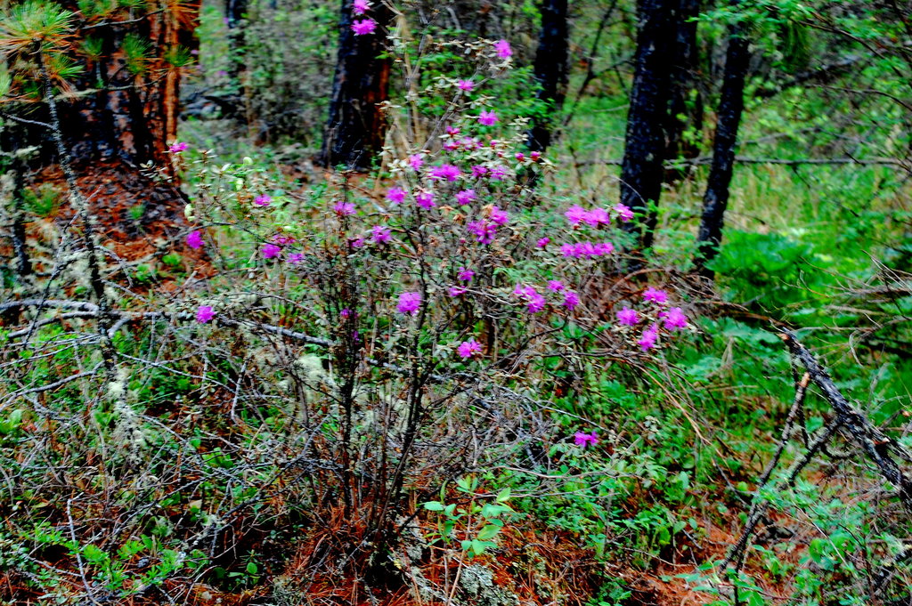 ���������.