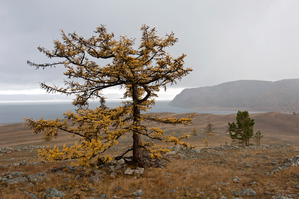 ������ �����