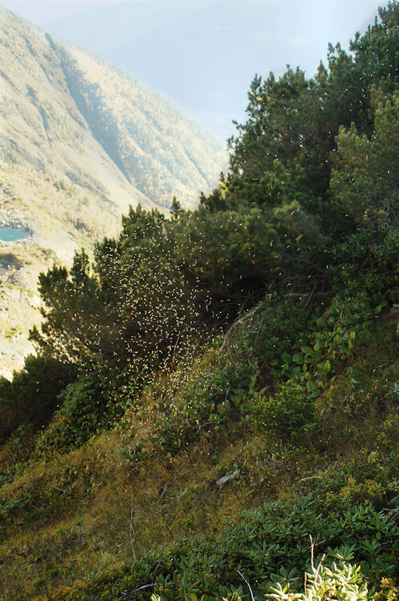 ������� ����� �����