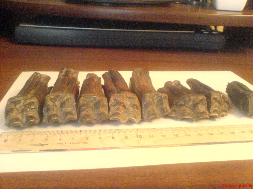 ���� ������������ ���������