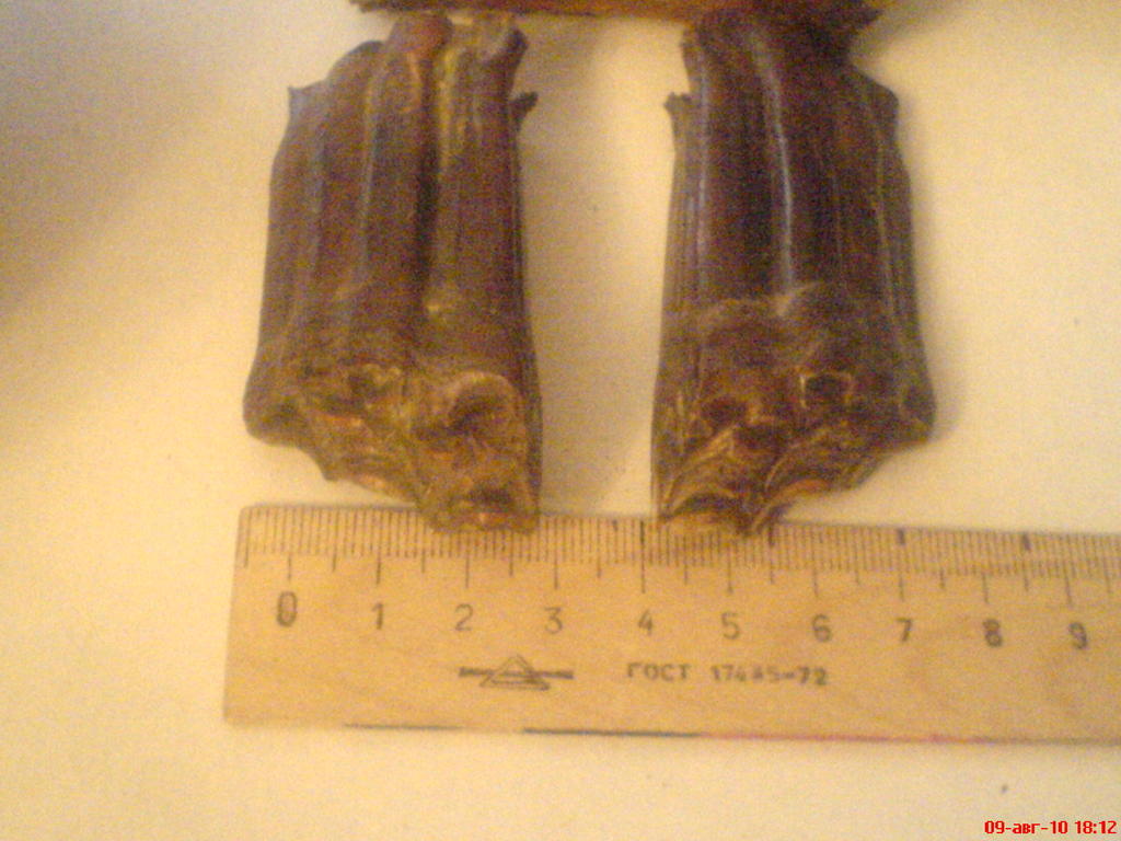 ���� ������������ ���������