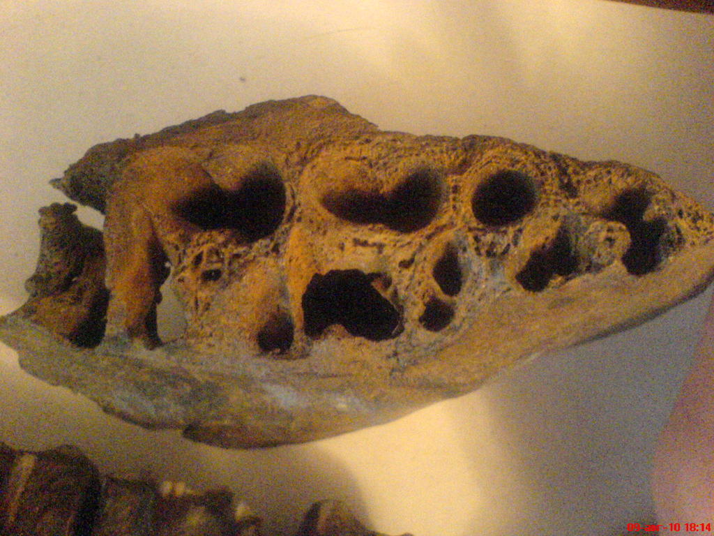 ���� ������������ ���������