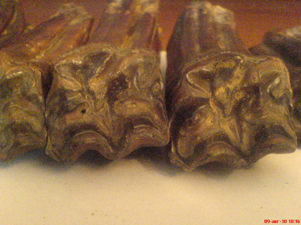 ���� ������������ ���������