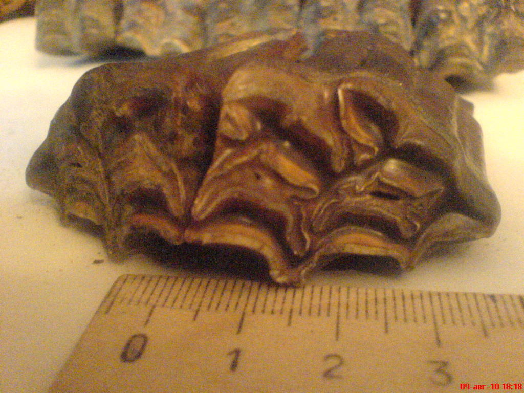 ���� ������������ ���������