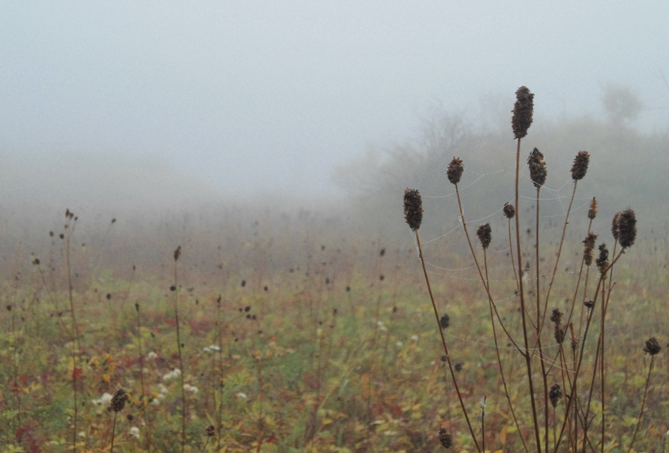 ���� ��������