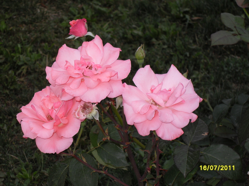 ��� �������