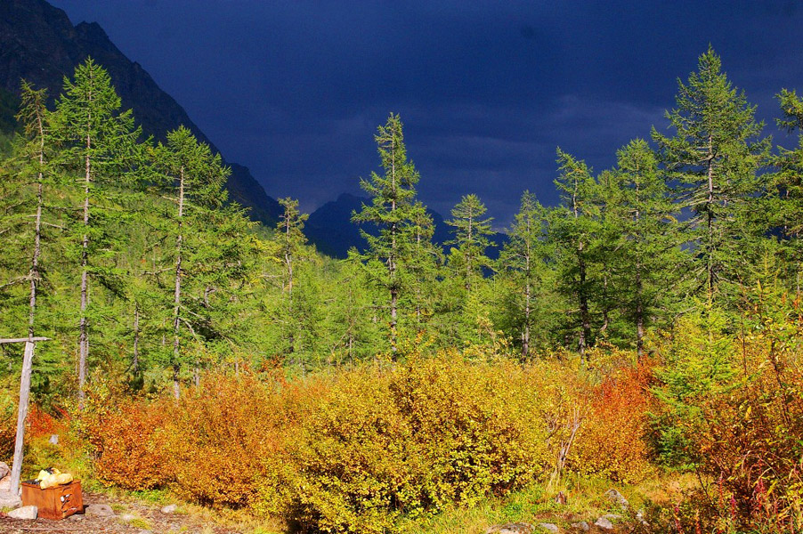 ����� �����